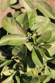                    Sun leaves (Bouquetier      de Nice, Riverside, CA)       