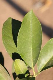            Unifoliolate leaf (Bouquetier de Nice, Riverside, CA)   