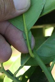                    Petiole (Bouquetier de      Nice, Riverside, CA)       