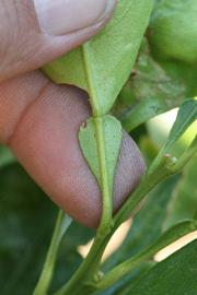                    Petiole (Bouquetier de      Nice, Riverside, CA)       