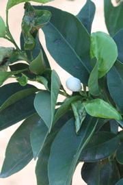                    Shade leaves (Bouquetier      de Nice, Riverside, CA)       