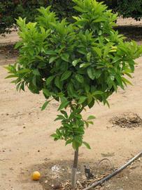                    Habit (Bouquetier de      Nice, Riverside, CA)       