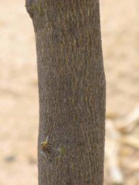                    Bark (Bouquetier de      Nice, Riverside, CA)       