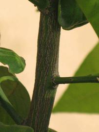                    Second - third      year twig (Bouquetier de Nice, Riverside,   CA)       