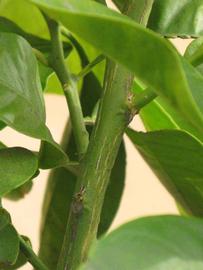                    Second - third      year twig (Bouquetier de Nice, Riverside,   CA)       