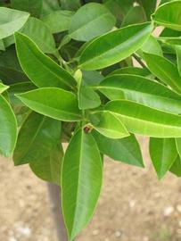                    Sun leaves (Bouquetier      de Nice, Riverside, CA)       