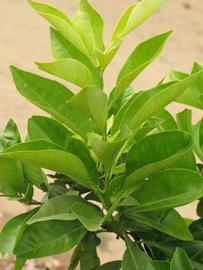                    Sun leaves (Bouquetier      de Nice, Riverside, CA)       