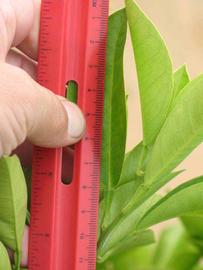            Unifoliolate leaf (Bouquetier de Nice, Riverside, CA)   