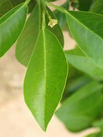            Unifoliolate leaf (Bouquetier de Nice, Riverside, CA)   