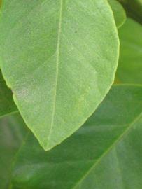                    Margin (Bouquetier de      Nice, Riverside, CA)       