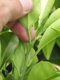                    Petiole (Bouquetier de      Nice, Riverside, CA)       