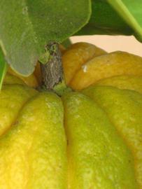                     Fruit (Bouquetier de       Nice, Riverside, CA)       