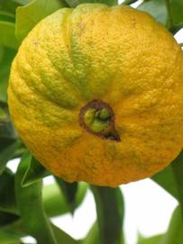                     Fruit (Bouquetier de       Nice, Riverside, CA)       