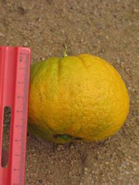                     Fruit (Bouquetier de       Nice, Riverside, CA)       