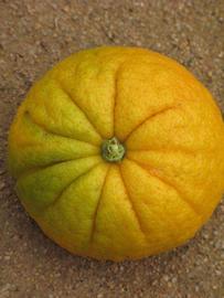                     Fruit (Bouquetier de       Nice, Riverside, CA)       