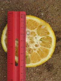                    Fruit cross-section (Bouquetier      de Nice, Riverside, CA)       