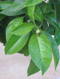                    Shade leaves (Bouquetier      de Nice, Riverside, CA)       