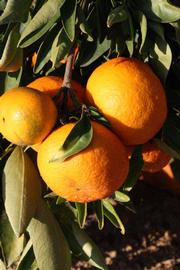              Fruit (Riverside, CA)       