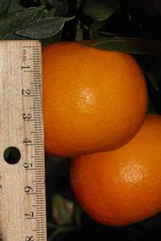              Fruit (Riverside, CA)       