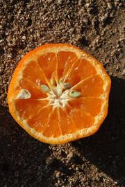             Fruit cross-section (Riverside, CA)       