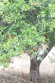              Habit (Riverside, CA)       