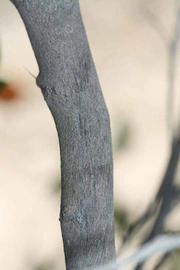              Second - third year twig (Riverside,   CA)       