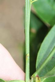              First year twig (Riverside, CA)       