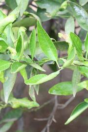              Sun leaves (Riverside, CA)       