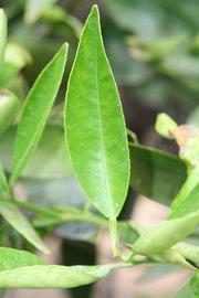            Unifoliolate leaf (Riverside, CA)   