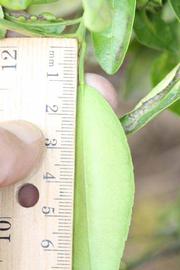              Petiole (Riverside, CA)       