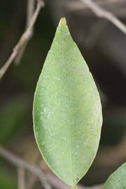            Unifoliolate leaf (Riverside, CA)   