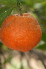              Fruit (Riverside, CA)       