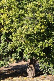            Habit (Bream Tarocco, Riverside, CA)   