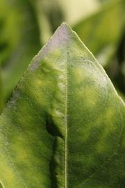            Margin (Bream Tarocco, Riverside, CA)   