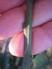              First year twig (Winter Haven, FL)       