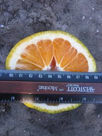              Fruit cross-section (Winter Haven, FL)       