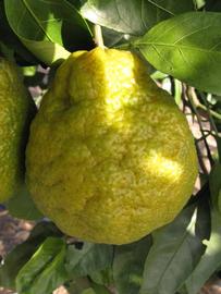              Fruit (Winter Haven, FL)       