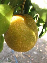               Fruit (Winter Haven, FL)       