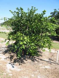            Habit (Winter Haven, FL)   