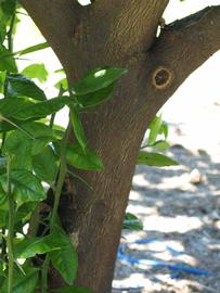              Bark (Winter Haven, FL)       