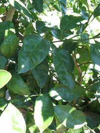              Shade leaves (Winter Haven, FL)       