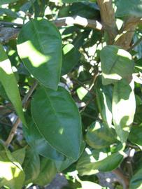              Shade leaves (Winter Haven, FL)       