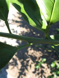              First year twig (Winter Haven, FL)       