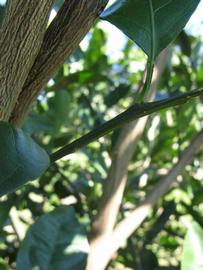            First year twig (Winter Haven, FL)   