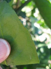              Margin (Winter Haven, FL)       