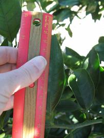            Unifoliolate leaf (Winter Haven, FL)   