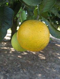              Fruit (Winter Haven, FL)       