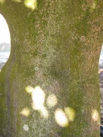              Bark (Winter Haven, FL)       