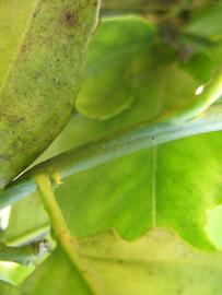              First year twig (Winter Haven, FL)       