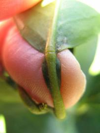              Petiole (Winter Haven, FL)       